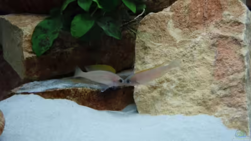 2 Neolamprologus caudopunctatus-Weibchen beim zancken, 24.05.08 (keine mehr aktuell von Patrick Bärenfaller (22)