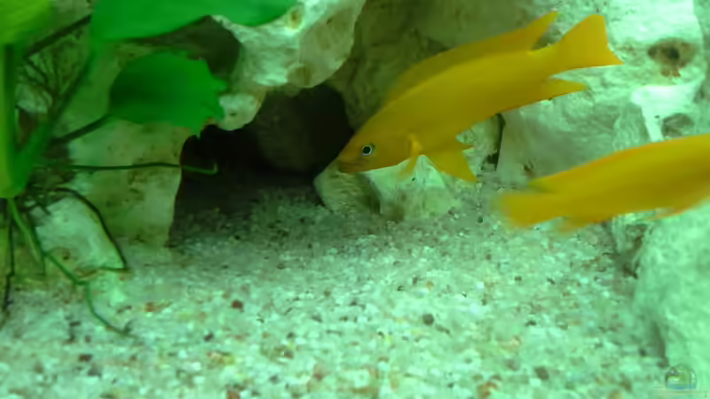 2 Neolamprologus Leleupi von AndreLeipzig (17)