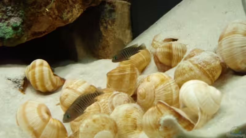 2 Neolamprologus multifasciatus-Weibchen, 23.05.08 (umgezogen!) von Patrick Bärenfaller (16)