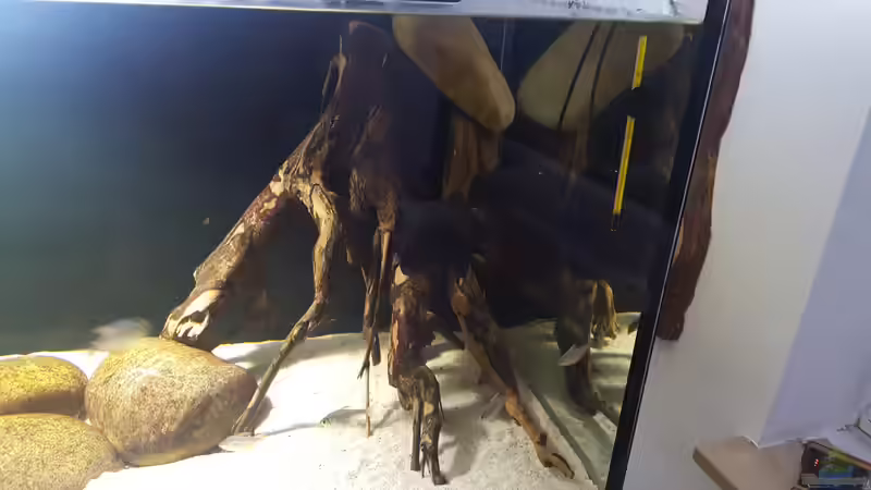 2 neue Talawa Wurzeln von Dustin Freimuth (3)