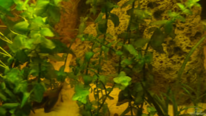 2 Panzerwelse  von B1gT4nk (7)