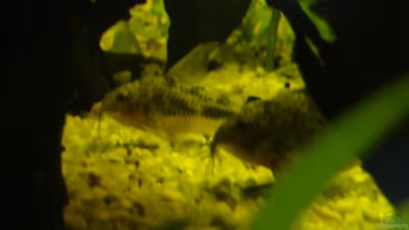 2 Panzerwelse unter der Wurzel von B1gT4nk (10)