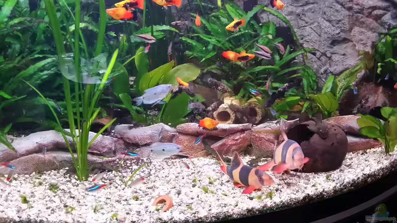 2 Prachtschmerlen von Steffen und Felix (119)