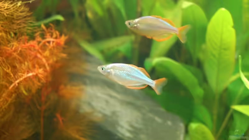 2 praecox (meistens schwimmen sie alle zusammen) von Dirk Leidecker (12)