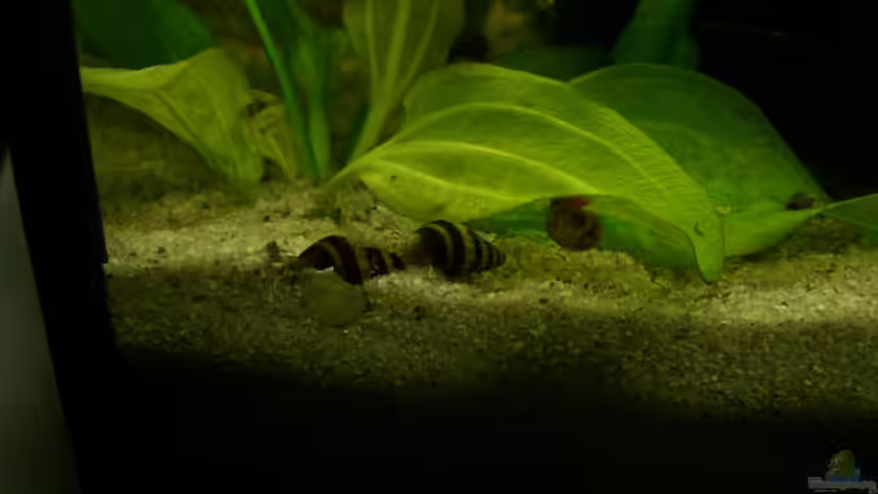 2 Raub- Turmdeckelschnecke (Anentome helena) von Alexander Eckel (15)