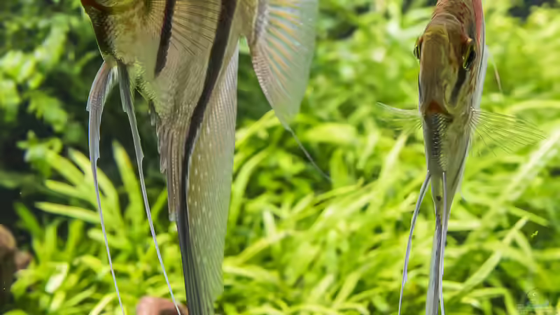 2 Rotrücken von vorne seitlich von JARB (50)