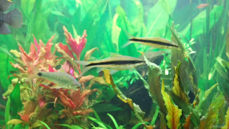 Aquarien mit Algenfresser (Algenfressende Fische oder Wirbellose)