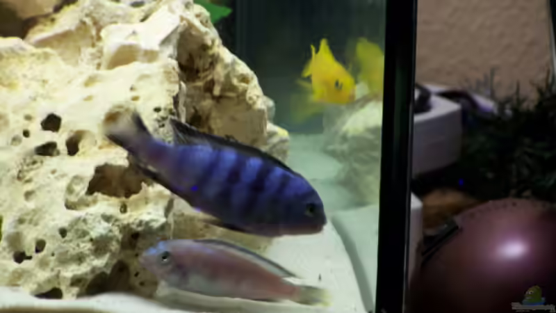 2 saulosi m und 2 w von babyschlumpf (6)