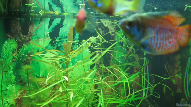 2 Schmetterlinge und ein Colisa Männchen von Zodiack (19)