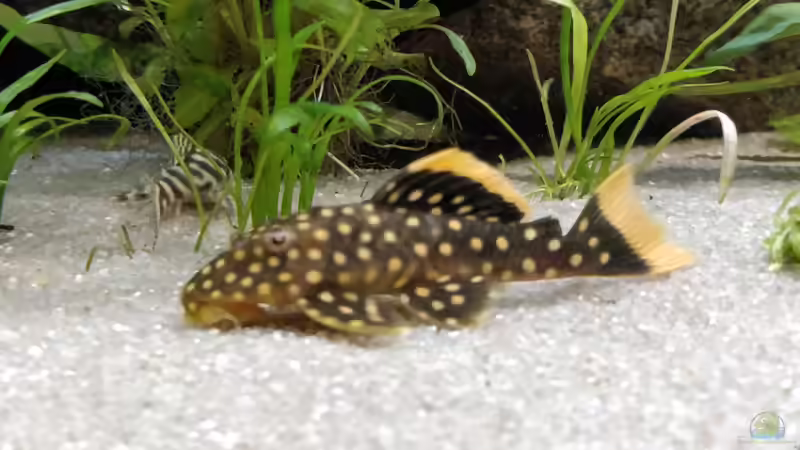 2 Schönlinge von Woidma (102)