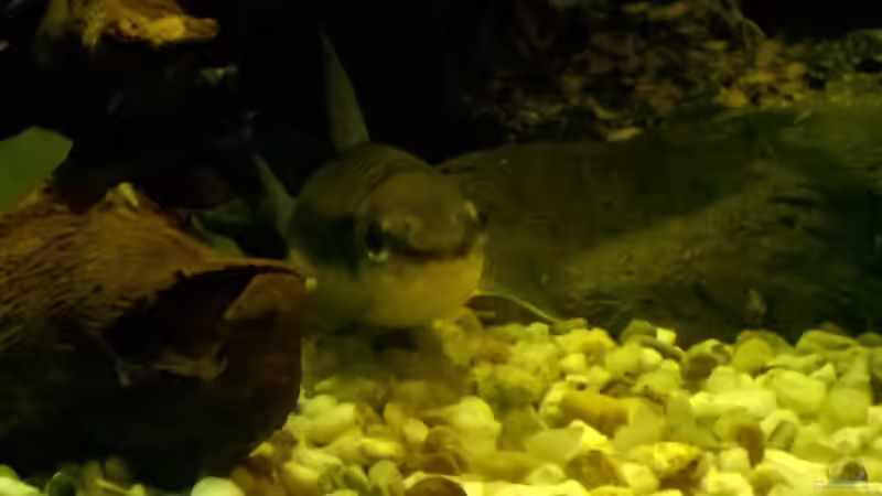 2 Siamesische Rüselbarben von Lars Ascher (58)