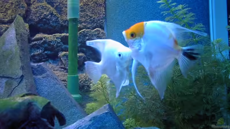 2 Skalare von Marc Strubel (20)