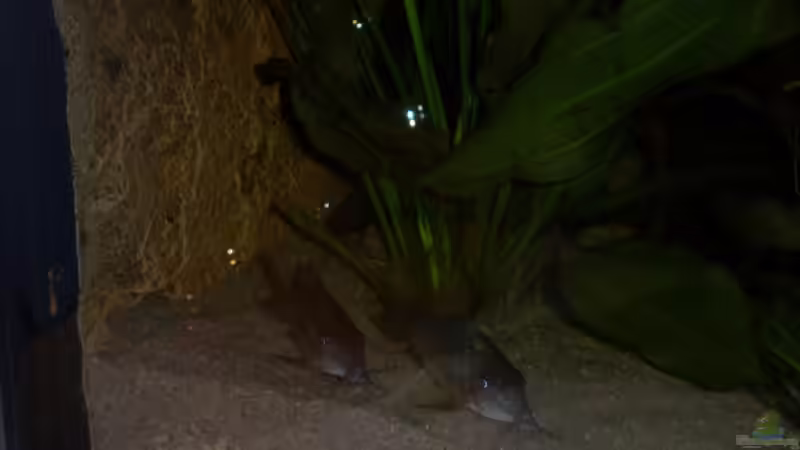 2 Smaragd-Panzerwelse bei Nacht von Slap-Fighter-FCN (7)