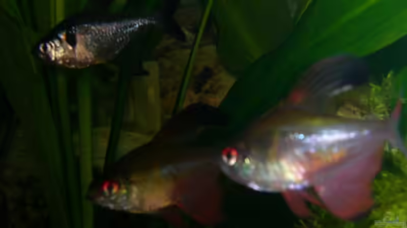 Aquarien mit Hyphessobrycon bentosi (Sichelsalmler)