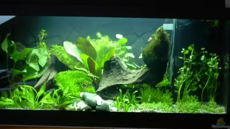 2 Std. nach dem Einrichten von Holger Bellen (2)