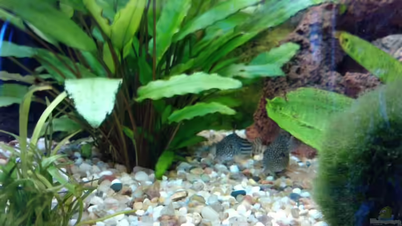 2 Sterbai Panzerwelse von manala (31)