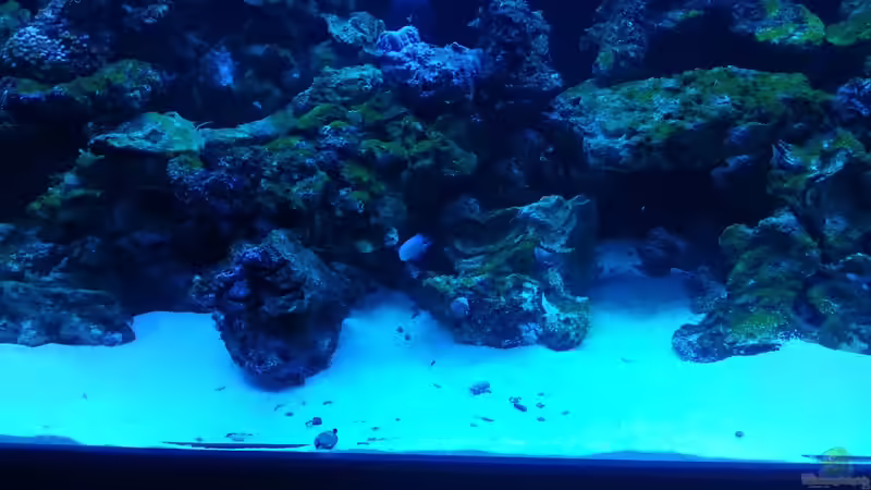 2 Stk. Chromis atripectoralis, (hier ist aber nur einer zu sehen )! 3 Stk.Chrysiptera parasema (da sieht man aber keinen, alle haben sich versteckt)! von urbi (67)