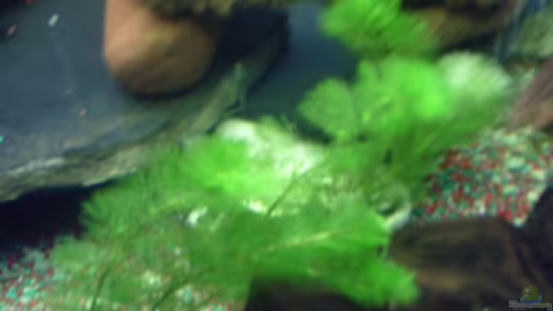 2 Stück davon aber leider weiß ich den Namen nicht wer in weiß bitte mailen von valla88 (2)