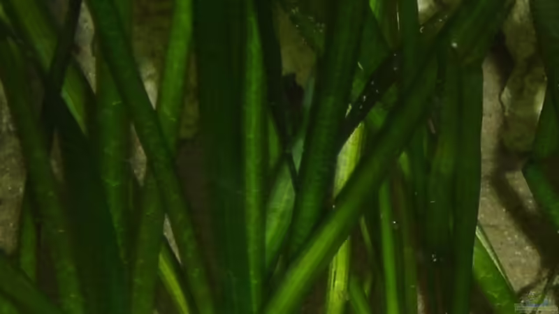 2 Synodontis petricola von ertzuio (17)