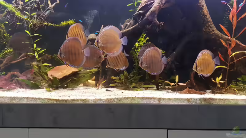 2 Tag nach dem Umsetzten  von Patrick G (21)