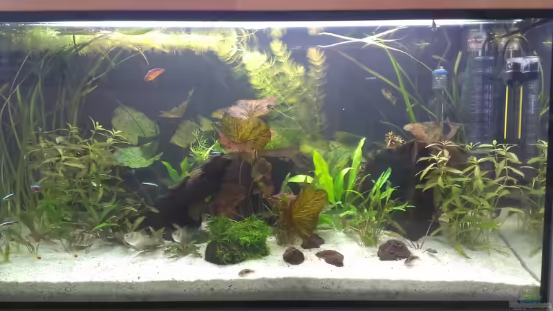 2 Tag nach der Einrichtung 06.06.16 von Pflanzenfreund (2)