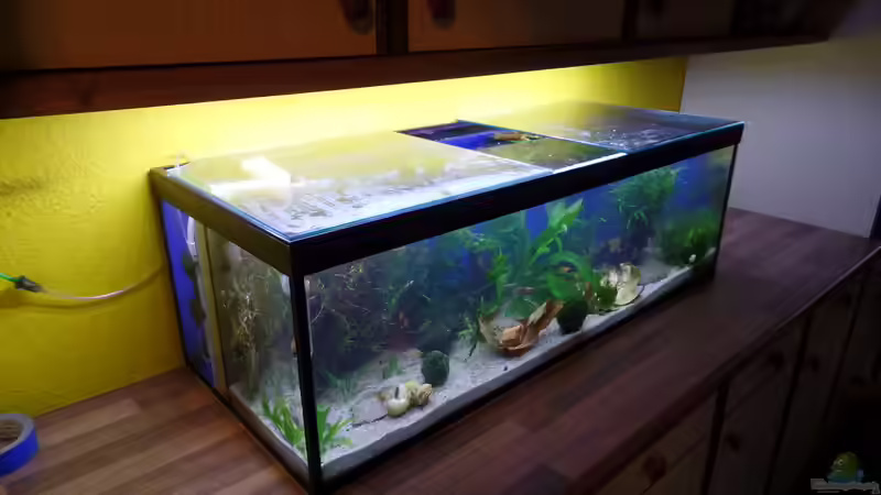 2 Tage alt von raubsau (6)