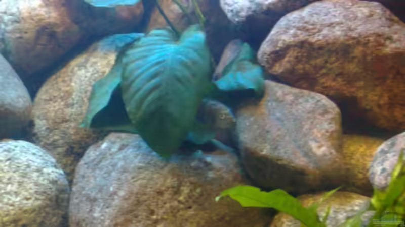 2 Tage im Becken und schon dicke Backen von banditbart (10)