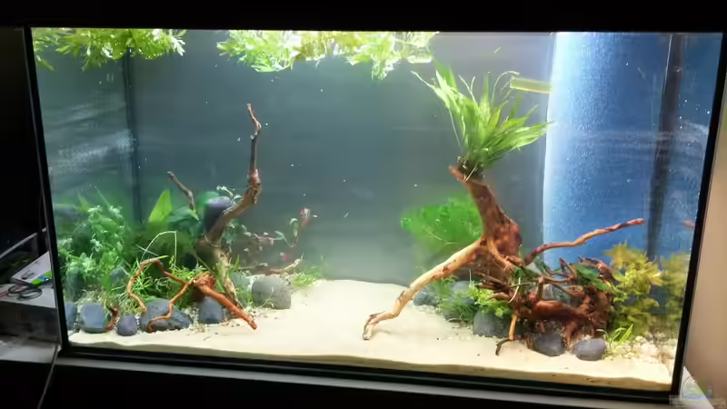 2 Tage nach dem Einlassen von KleinerPlaty (10)