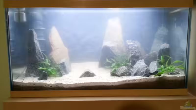 2 Tage nach der Erstbefüllung + Pflanzen von junger Aquarianer (12)