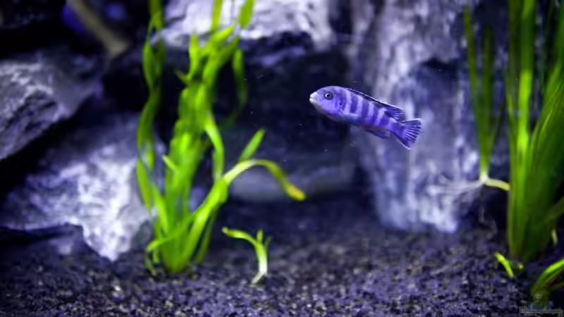 2 Tage nach Einzug! Einer der Bewohner...noch ganz schüchtern!  von Erik H. (26)