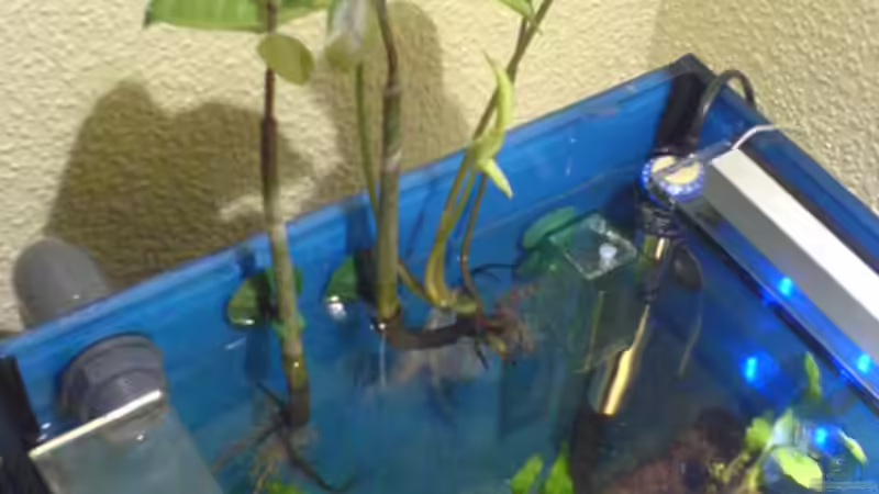 2-Triebe der Roten Mangrove u. Ableger der Diefenbachie  von Ralf Kahl (7)