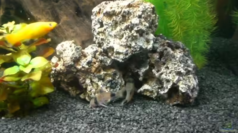 2 unserer 5 Panda-Welse----gar nicht leicht zu finden :-) von Dennis und Katha (16)