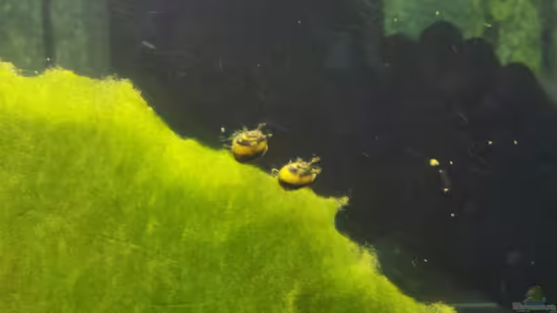 2 von 3 Geweihschnecken von Exoskelett-Fan (19)