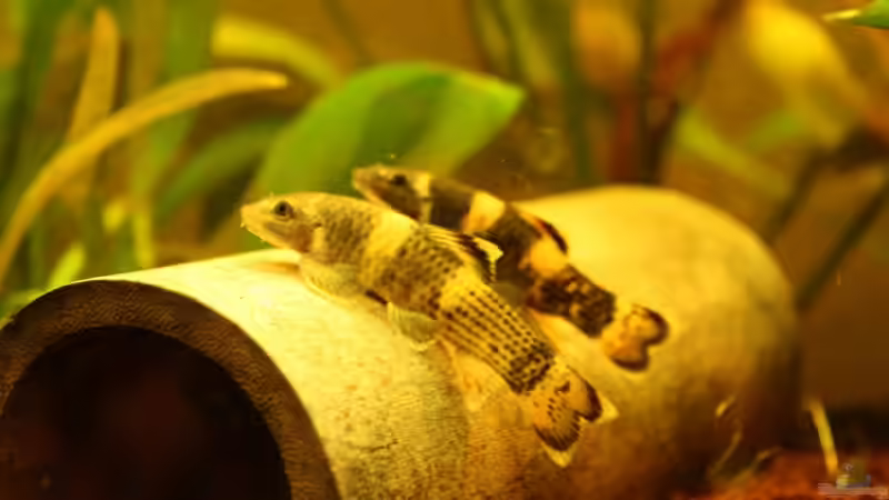 2 von 4 Panda-Saugbarben von Viktor D. (7)