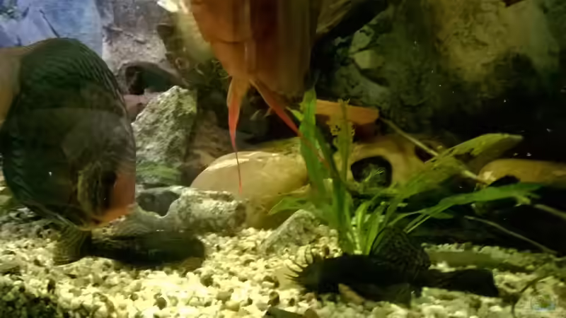 2 von 5 Diskus , 2 von 8 Welze von Lars Ascher (49)