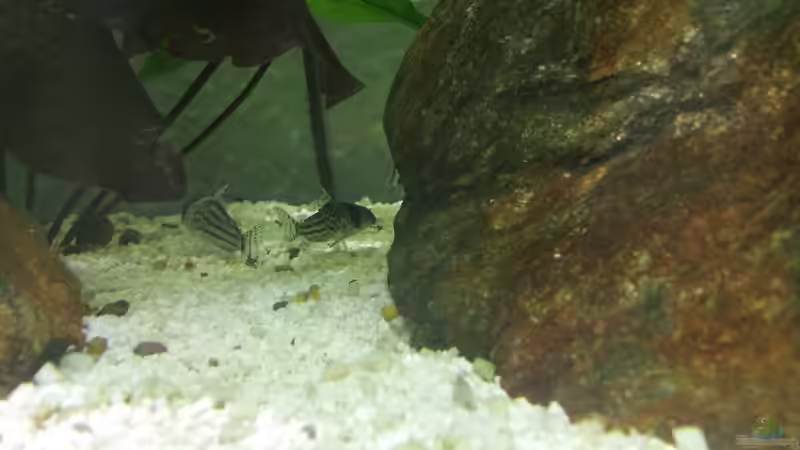 2 von 5 von Dukes Aquaristikexperimente (9)