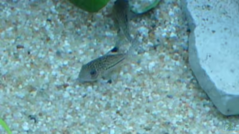 Aquarien für Corydoras julii (Julii-Panzerwels)