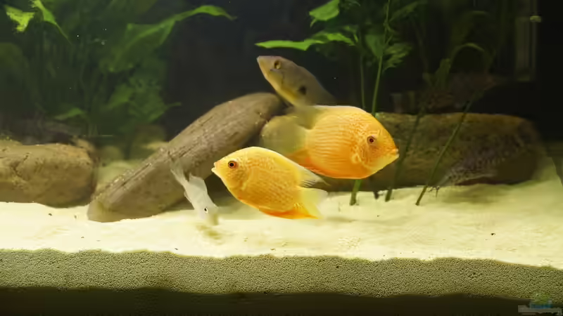 2 von Birkenzeisig (7)