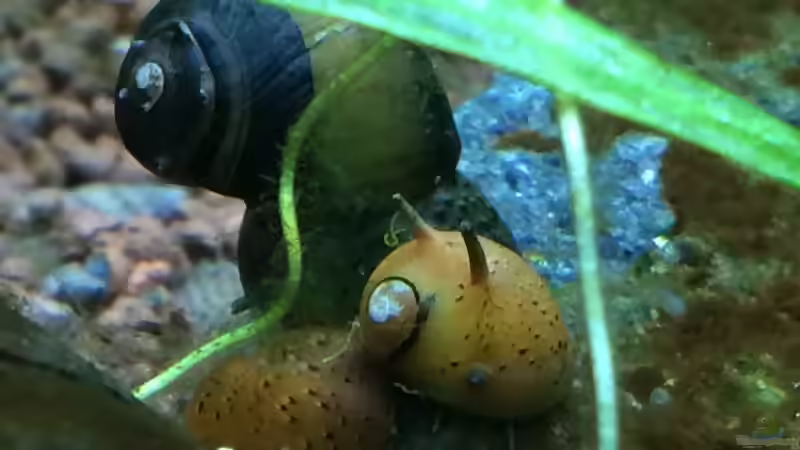 2 von den bunten Geweihschnecken von Fliegerle (9)