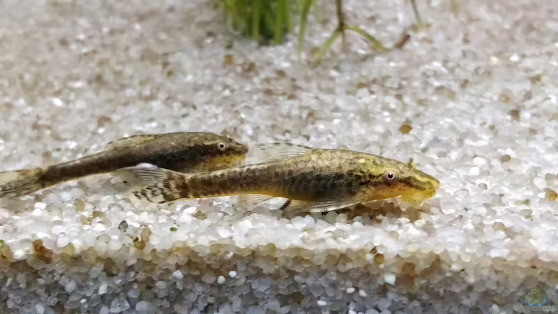 2 von den fleißigen Ottos von Woidma (70)