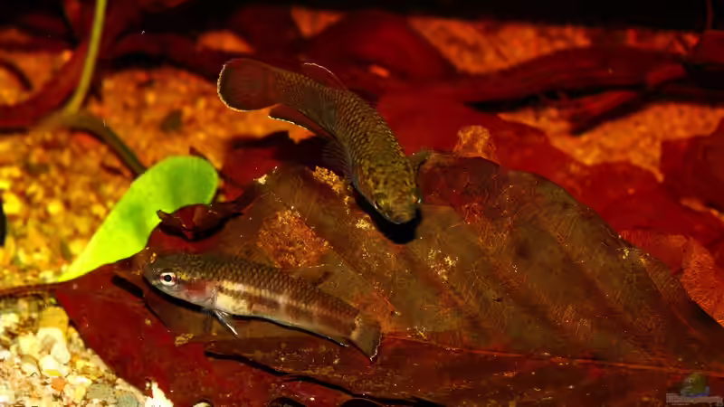 2 Weibchen, eins in Paarungsstimmung und ein normal Gefärbtes von Koehler (8)