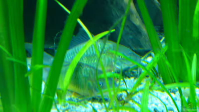 2 welse von Oliver Gursky (21)