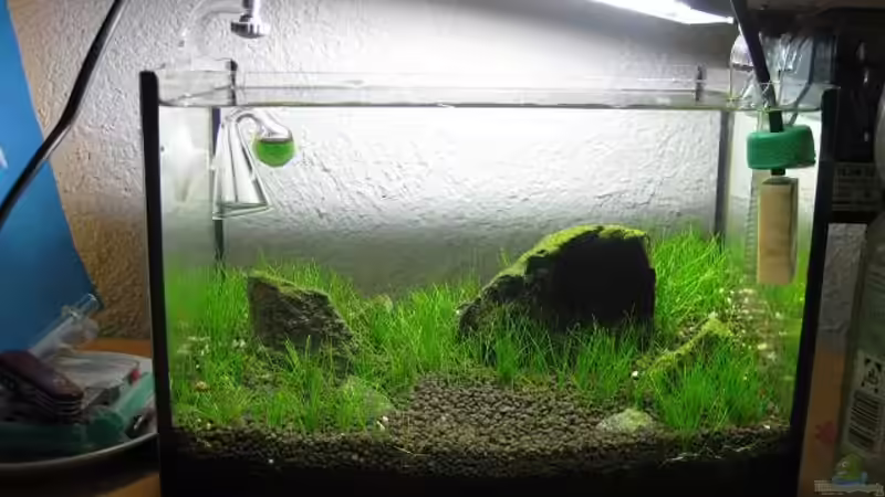 2 Wochen nach bepflanzung von niva (4)