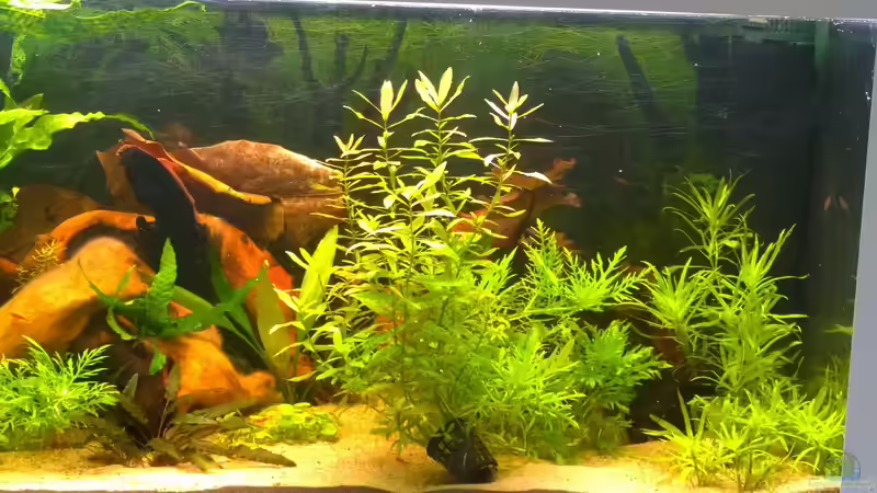 2 Wochen nach dem Einrichten, die ersten Fische sind eingezogen von Hans-Walter Bandt (11)