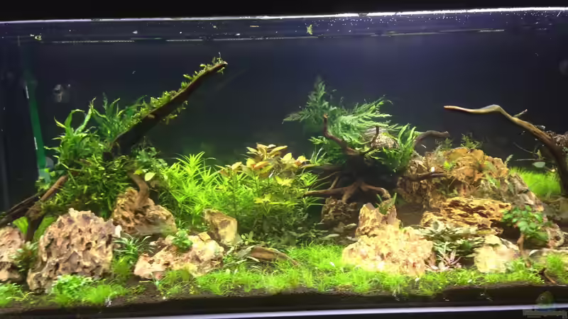 2 Wochen nach dem Einrichten von Olle696 (4)