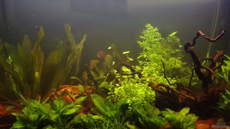 2 Wochen nach der Bepflanzung von Reinhard (10)