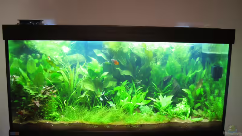 2 Wochen nach der Einrichtung - alles ist gut angewachsen von Jan16 (17)