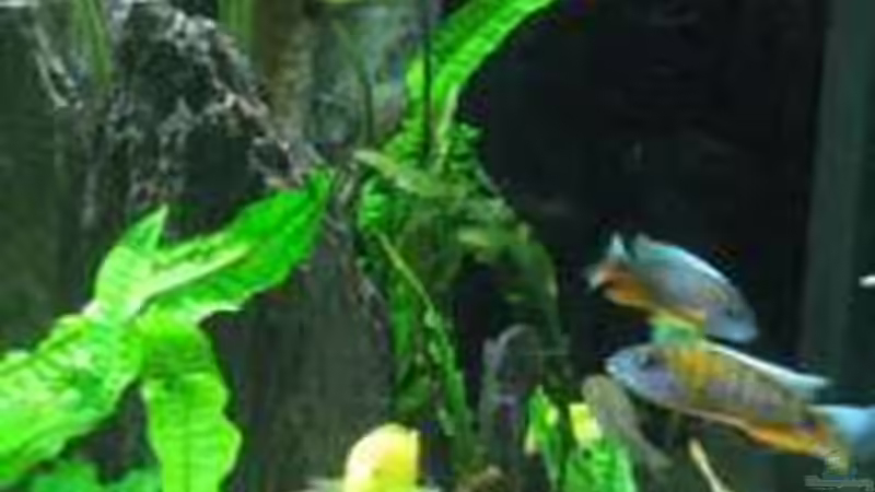 2 WOCHEN NACH DER EINRICHTUNG, DIE ERSTEN YELLOWS von Vera Herrlich (14)