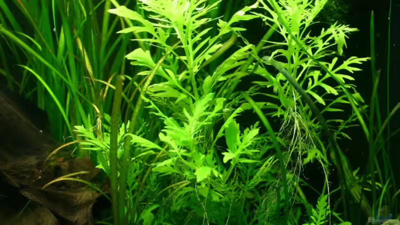 2 Wochen später von tomato (6)