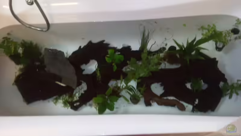 2 Wochen Wässern von Bassley (16)